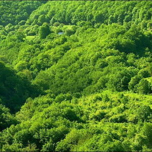 اصالت ضرورت شکل‌دهی ریزجنگل‌ها در محیط‌های کوچک و بایر