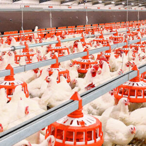 اصالت جلوگیری از خالی‌فروشی سازمان‌های دولتی در حوزه تأمین نهاده‌های دامی