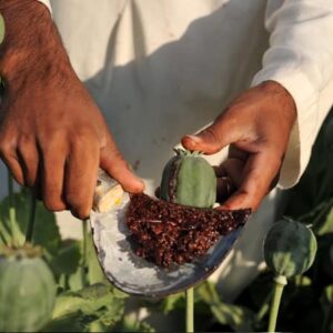 اصالت ضرورت کنترل و انحصار کاشت و تجارت تریاک و خطرات آن بر کشاورزی و امنیت غذایی