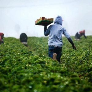 اصالت تحلیل فرآیند آمادهسازی بستر کاشت در احداث باغ تجاری و نقش تسطیح زمین و اصلاح ساختار خاک در ایجاد زیرساخت پایدار تولیدی