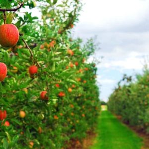 اصالت ضرورت تحلیل فرآیند پیادهسازی نقشه احداث باغ تجاری و نقش آمادهسازی فنی بستر و انتخاب نهال در موفقیت طرحهای بلندمدت باغداری
